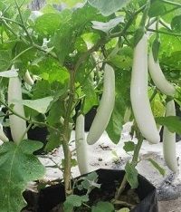 cara menanam terong dalam polibag atau pot